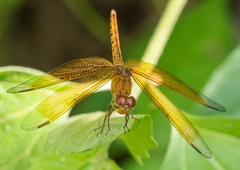 Neurothemis fluctuans