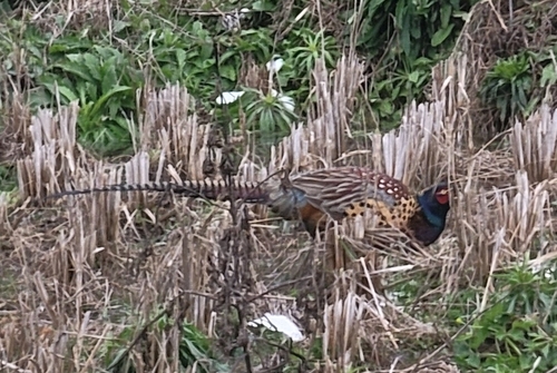 Ring-necked Pheasant