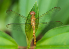 Neurothemis fluctuans