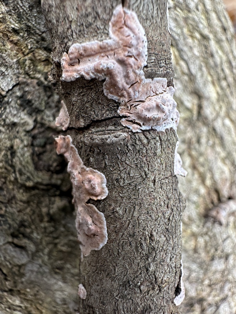 Peniophora polygonia