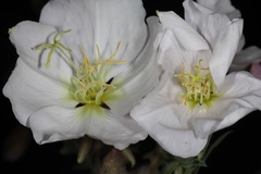 Oenothera engelmannii