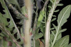 Oenothera engelmannii