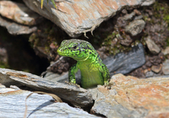 Iberolacerta monticola