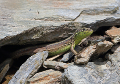 Iberolacerta monticola