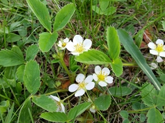 Fragaria vesca americana