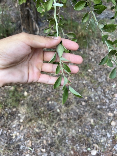 Capparis mitchellii (Capparis mitchellii)