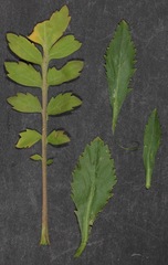 Lepidium austrinum