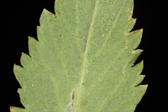 Lepidium austrinum