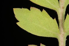 Lepidium austrinum
