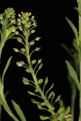 Lepidium austrinum