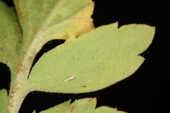 Lepidium austrinum