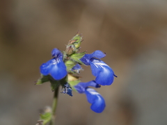 Salvia prunelloides