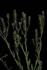 Lepidium austrinum