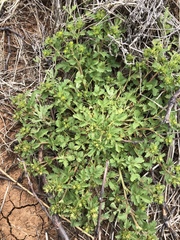 Potentilla rivalis