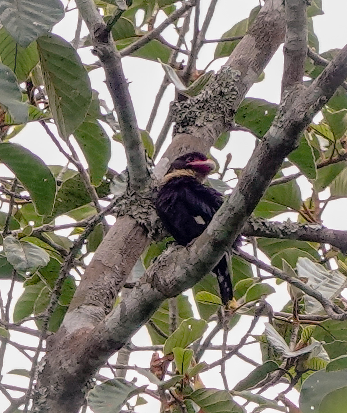 Dusky Broadbill (Corydon sumatranus), photo 9