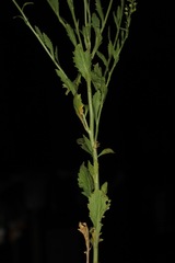 Lepidium austrinum