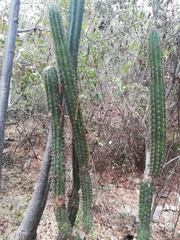 Pilosocereus