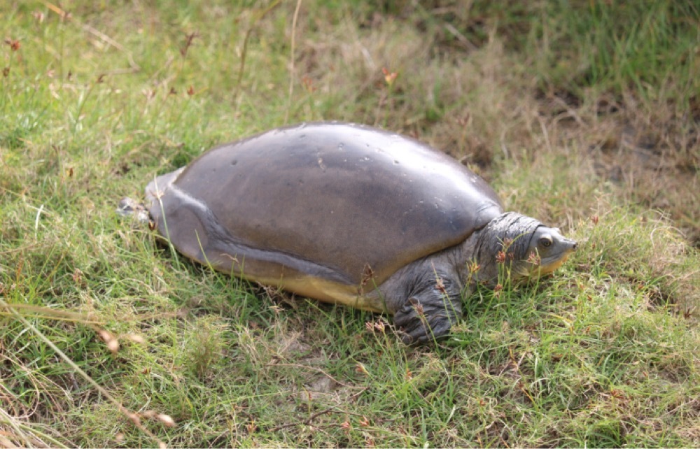 Sri Lankan Flapshell Turtle
