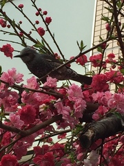 Hypsipetes amaurotis