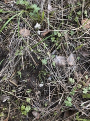 Lomatium linearifolium