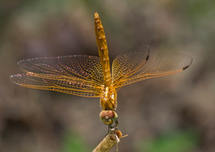 Trithemis aurora