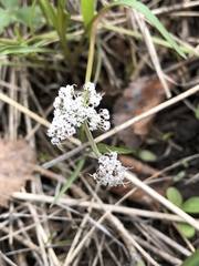 Lomatium linearifolium