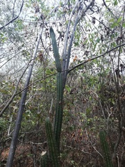 Pilosocereus