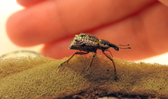 Hybreoleptops tuberculifer