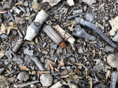 Pacificanthia consors