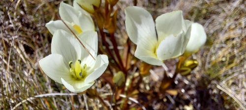 Image of Gentianella diemensis by (c) Brendan Costello, some rights reserved (CC BY)