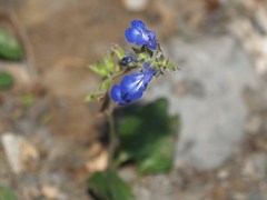Salvia prunelloides