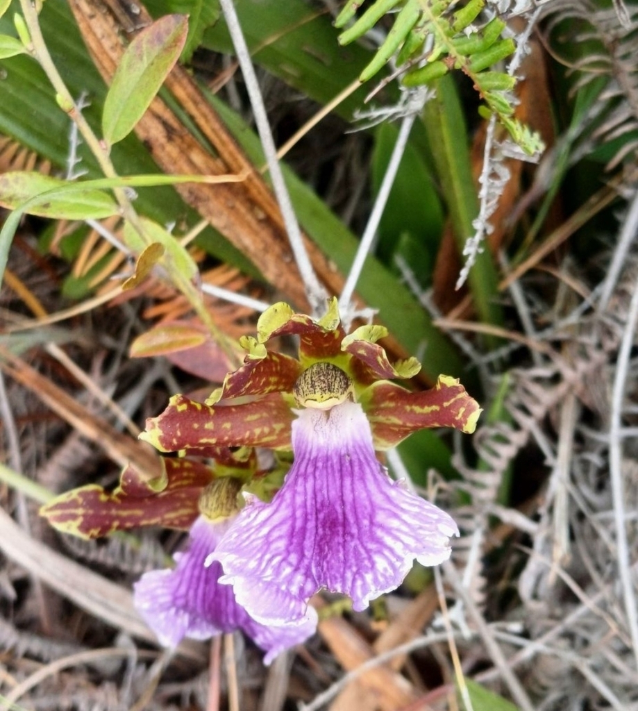 Foto de Orquídea