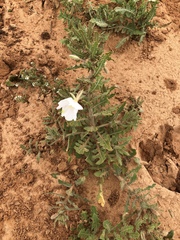 Oenothera engelmannii