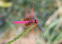 Trithemis aurora