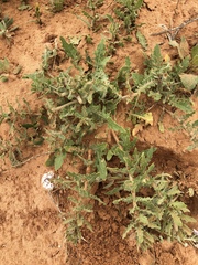 Oenothera engelmannii