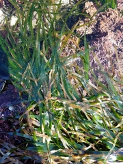 Phyllospadix scouleri