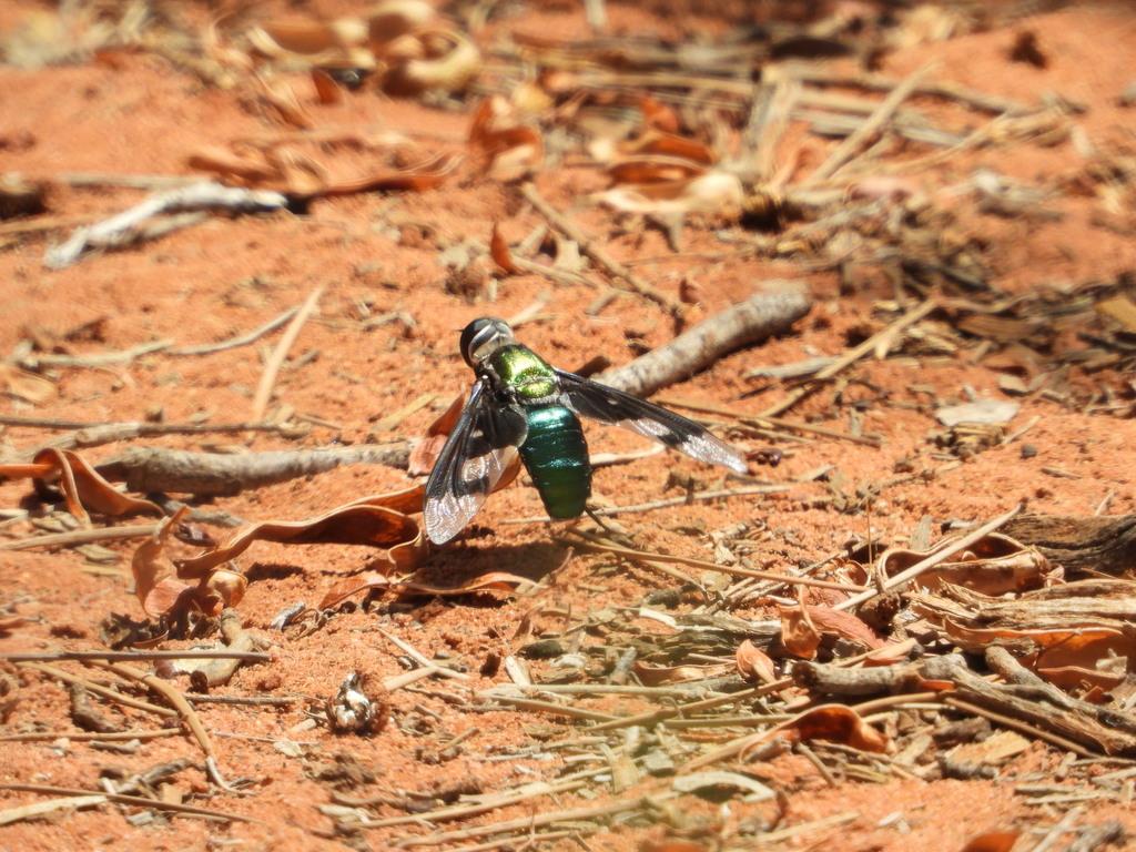 Palirika from Port Augusta SA, Australia on January 26, 2024 at 03:07 ...