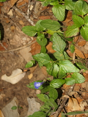 Salvia prunelloides