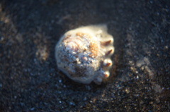 Astraea heliotropium