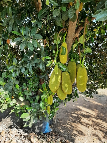 Jackfruit