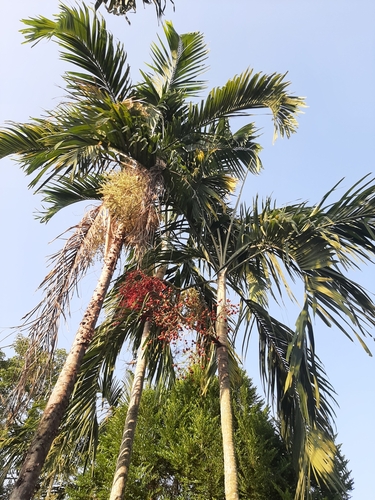 Areca Palm