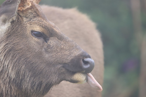 Sambar (Rusa unicolor), a lookalike recorded in Florida