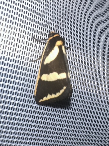 Xenogenes chrysoplaca