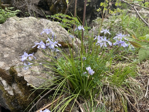 Iris goniocarpa