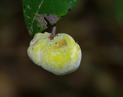 Exobasidium symploci