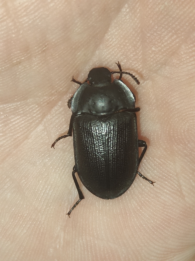 blue piedish beetles from Oaklands Junction VIC 3063, Australia on