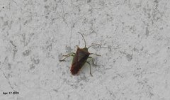 Acanthosoma spinicolle