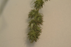 Carex muehlenbergii