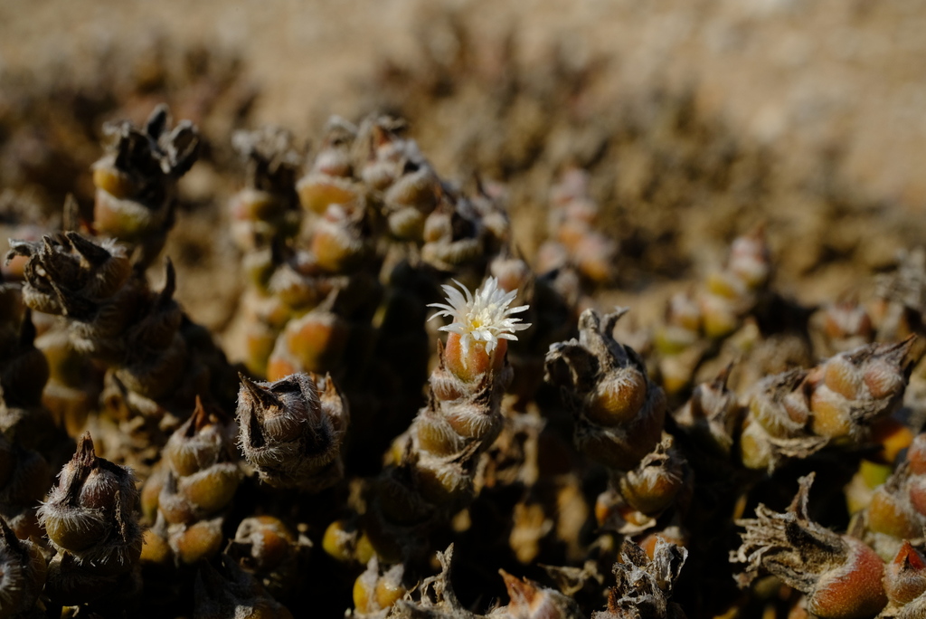 Mesembryanthemum marlothii Pax 2