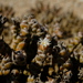 Mesembryanthemum marlothii - Photo (c) Nick Helme, algunos derechos reservados (CC BY-SA), subido por Nick Helme
